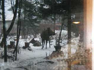 moose between hose and barn