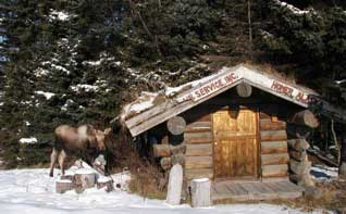 moose calf 1